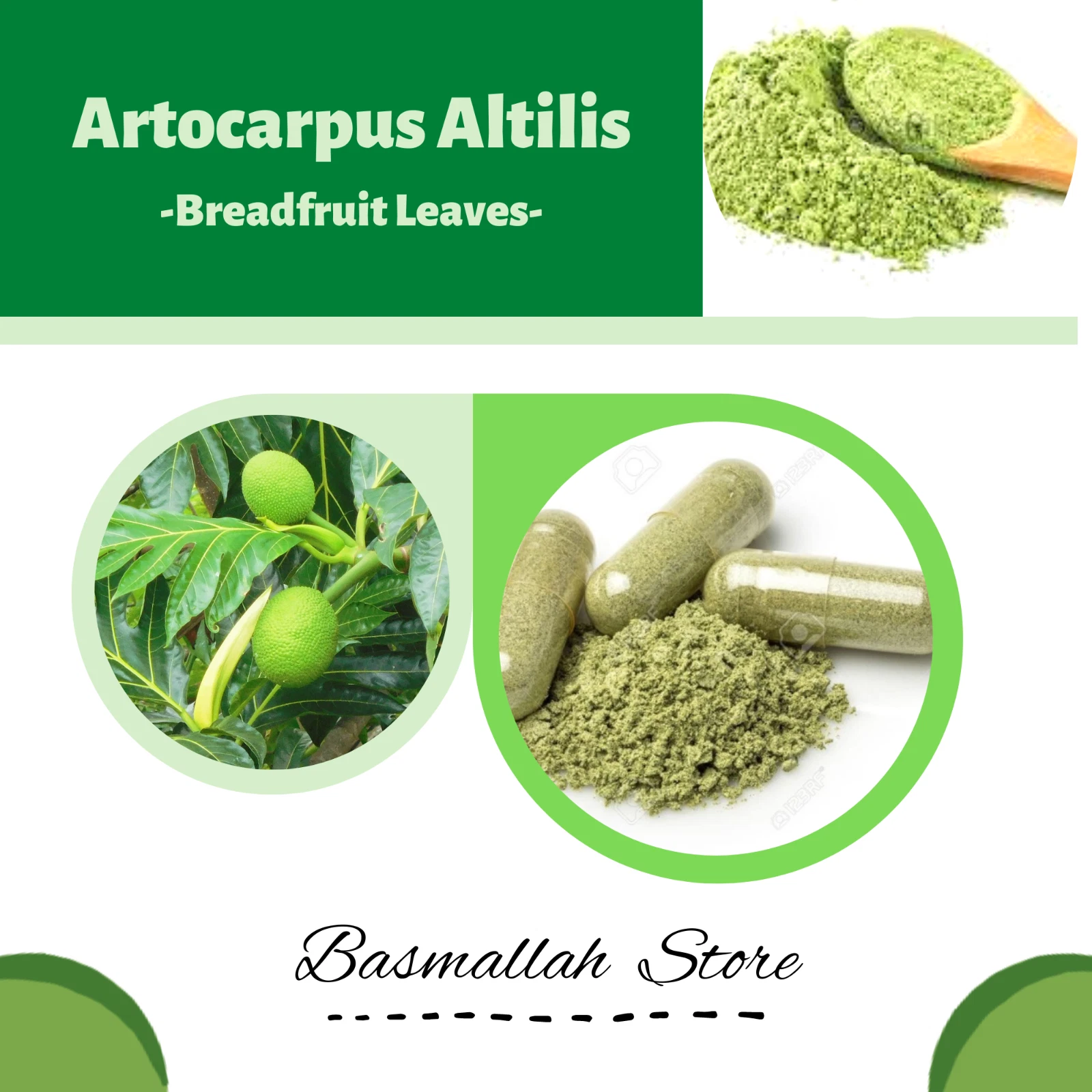 CAPSULES Breadfruit Leaves Artocarpus Altilis Organic WildCrafted Fresh Natural
