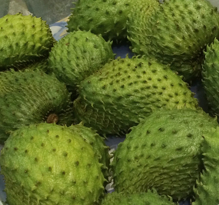 GRAVIOLA SOURSOP FRUIT POWDER, (PURE 10:1 EXTRACT), 3.52 oz; Annona Muricata