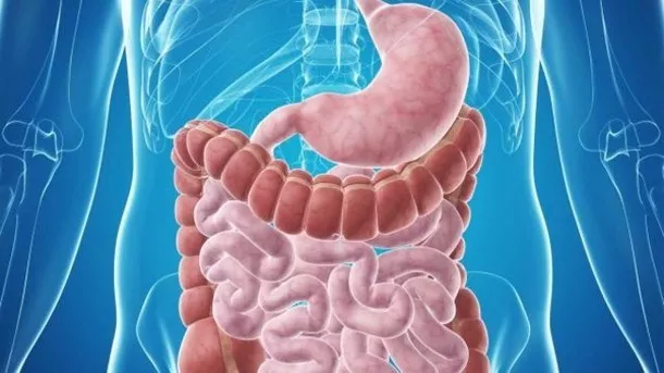 [112530712837] 장 건강 지원 - 기생충 방지 솔루션 1475mg - 웜우드 씨앗 3B
